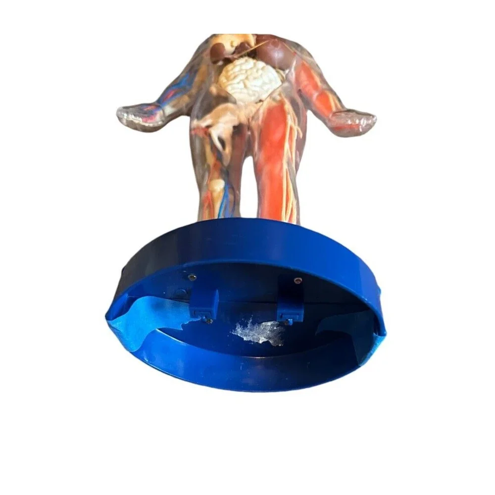 Human Body Model with Tray Removable Human Torso and Body‎ Parts